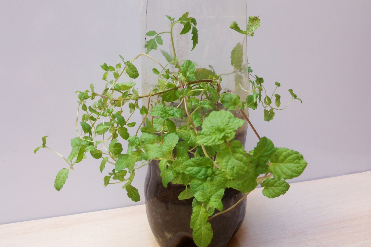 Jardinagem criativa: como fazer vasos de plantas de materiais recicláveis