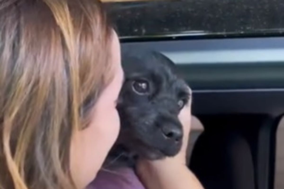 Cachorro faz jornalista chorar e vídeo viraliza na web; confira