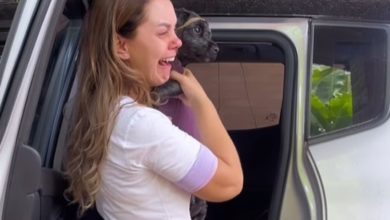 Cachorro faz jornalista chorar e vídeo viraliza na web; confira. Foto: Instagram